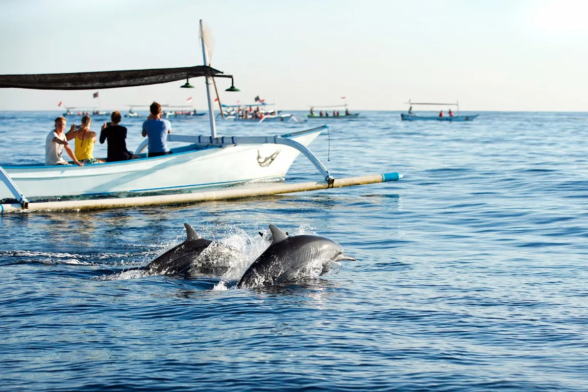 dolphina tour bali